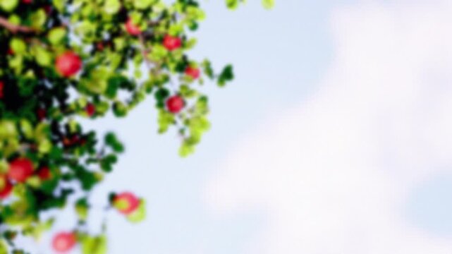 spring flowers on a branch of a tree