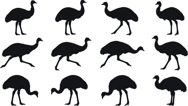 Ostrich silhouettes, black ostrich icons, ostrich vector set, bird illustrations