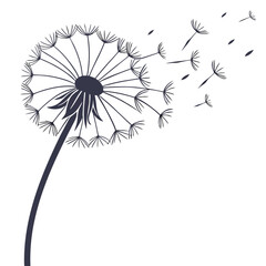 wind dandelion breez flower on white © fatema tuj zohora
