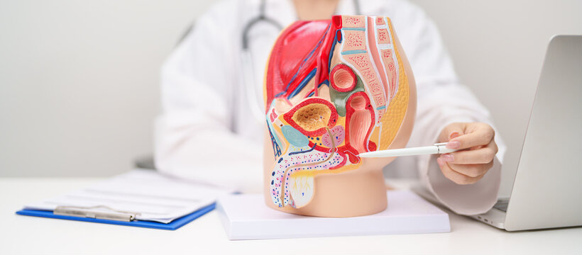 Doctor with Male Reproductive System anatomy model. Male consultation, Prostate Cancer, Enlarged prostate, Prostatitis disease, Male Infertility, Erectile dysfunction, Penis and Male genital disorder