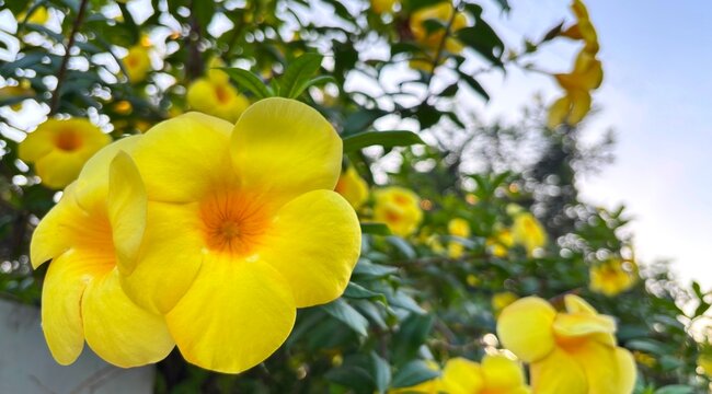 Close up shot of beautiful yellow allamanda flowers in bloom