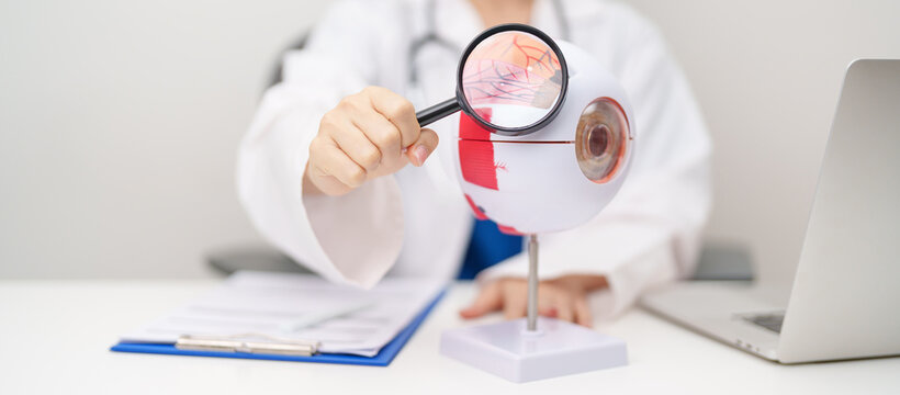 Doctor with human Eye anatomy model with magnifying glass. Eye disease, Refractive Errors, Age Related Macular Degeneration, Cataract, Diabetic Retinopathy, Glaucoma, Amblyopia, Strabismus and Health