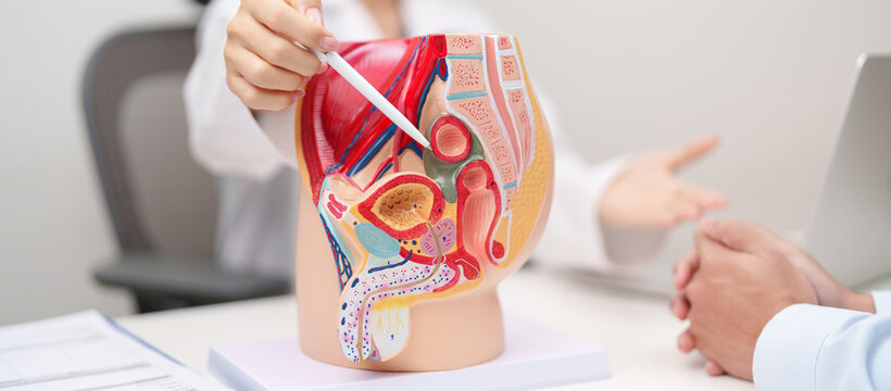 Doctor with Male Reproductive System anatomy model. Male consultation, Prostate Cancer, Enlarged prostate, Prostatitis disease, Male Infertility, Erectile dysfunction, Penis and Male genital disorder