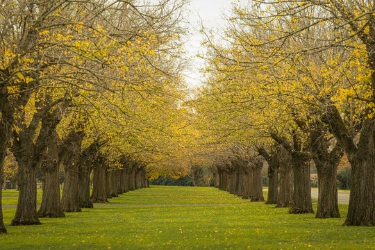 Scenic view of ancient elm trees draped in the golden color of late autumn and early winter, Camperdown, Victoria, Australia