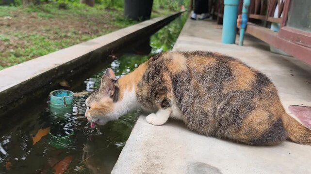 The cat is drinking water.