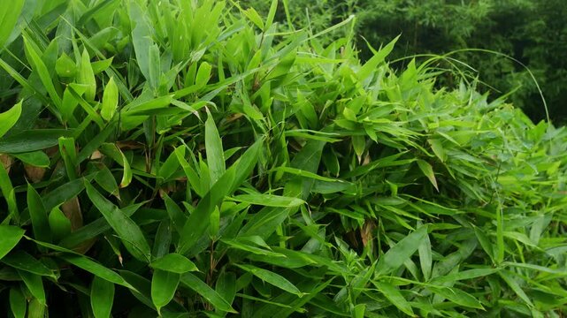 Colors of Nature - The green bushes in 4K