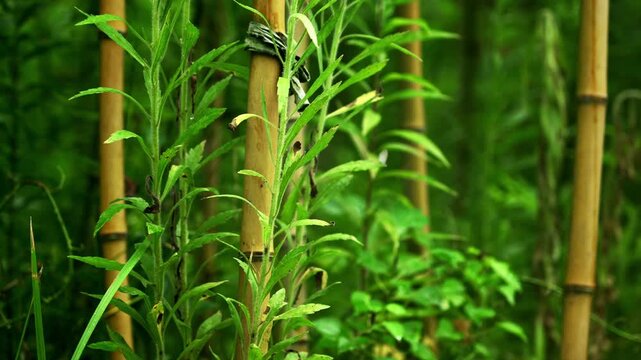 Close-up of the green forestry and bamboo tree in 4K25p