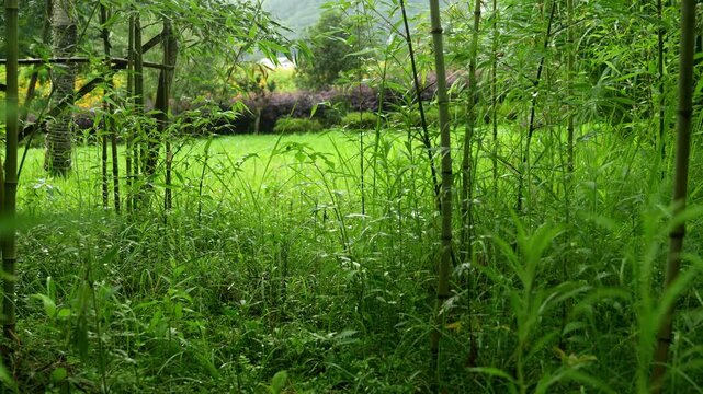 Dolly in the shallow bamboo forest in rural China (4K25p)