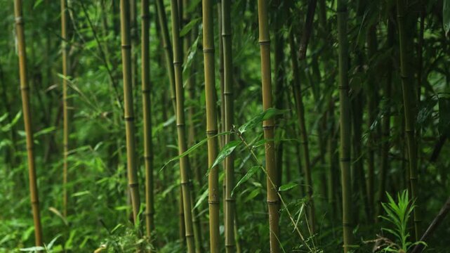 Bamboo Tree Forest in rural parts of China (4K25p)