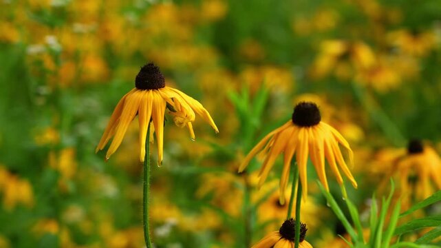 Black-eyed Susans (Rudbeckia hirta) drenched from the rain