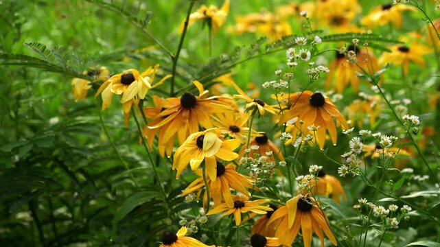 Black-eyed Susans (Rudbeckia hirta) blossoming