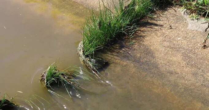 Video tracking of a juvenile red ear slider turtle swimming upstream and getting caught in some plants