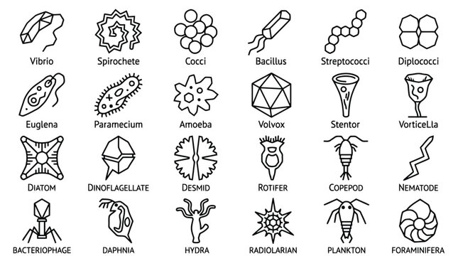  Microorganism Outline Collection Bacteria Protozoa Algae Icon Art