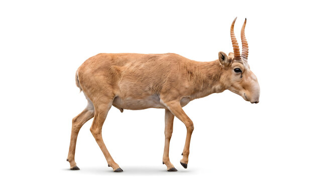 Full body saiga antelope isolated on a white background. Critically threatened wild mammal with distinctive nose, ideal for wildlife conservation, education, and biodiversity concepts.