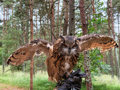 Eurasian eagle-owl Bubo bubo spreads its huge wings on a falconer's leather glove. Beautiful wildlife predator bird in a green pine forest background. Great shot for animal and falconry concepts.