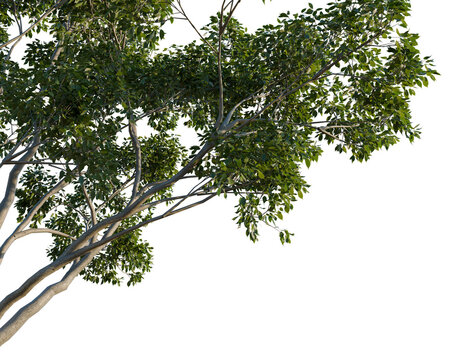 Cinnamomum camphora tree, corner view, cutout, isolate, transparent background, 3D Rendered Tree with Lush Green Foliage on a Black Background - Perfect for Design Elements