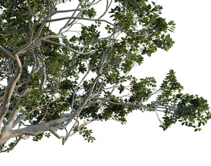 Fototapeta premium Ficus macrophylla tree, corner view, cutout, isolate, transparent background, Detailed Branch of a Lush Green Tree with Intricate Foliage - Perfect for Nature Backgrounds