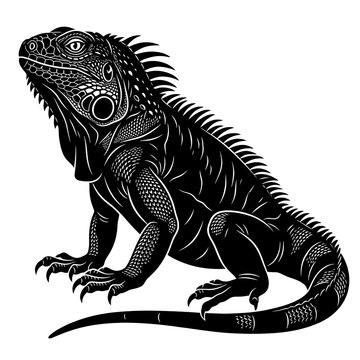 Black iguana walking on white background. Detailed reptile vector illustration for wildlife design projects.