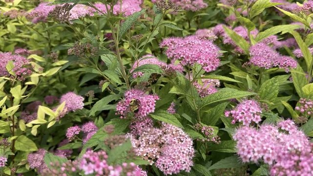Bumblebee Pollinating Pink Spirea Flowers