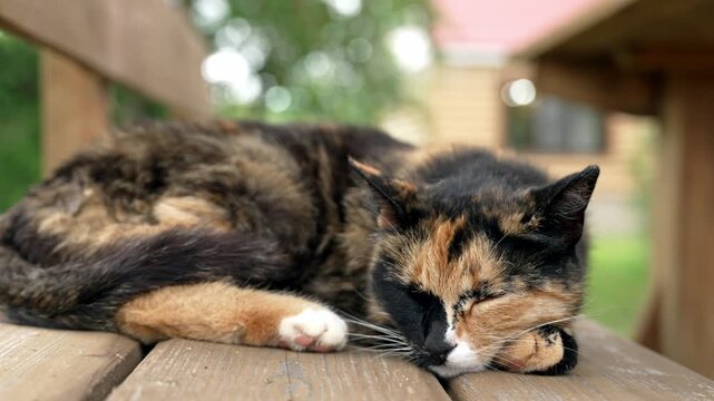 A beautiful tortoiseshell cat reposes gracefully on a sun-drenched wooden bench, soaking in the warm daytime light. Its dappled fur creates a captivating display of natural beauty.