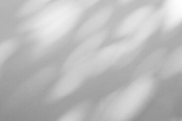 Obraz premium Abstract natural tree branch leaves shadow on white wall background