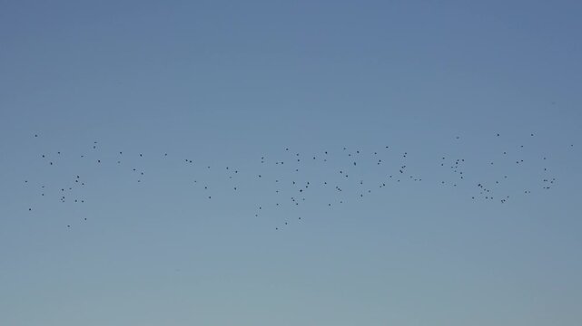 Large flock of distant birds flying in formation against a clear blue sky, demonstrating synchronized movement and the natural phenomenon of murmuration as they migrate or flock together