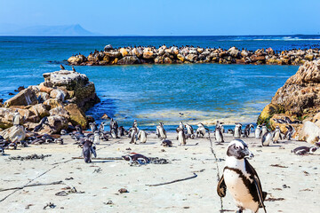 Spectacled penguins © Kushnirov Avraham