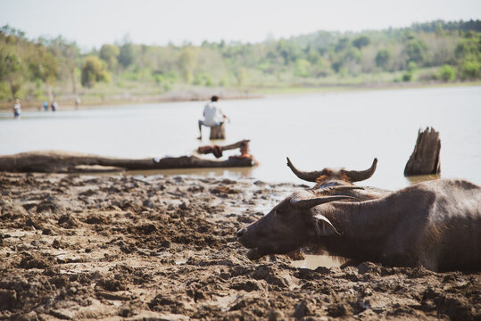Timor-leste water buffalo