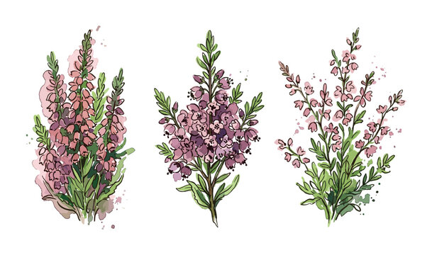 Three watercolor illustrations of pink heather flowers on white background