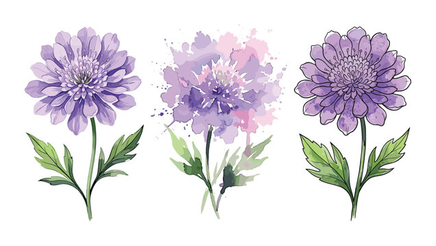 Trio of purple chrysanthemum botanical illustrations in watercolor style