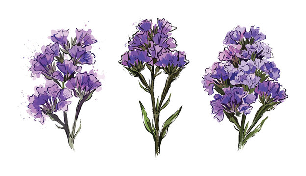 Purple statice flower sprigs watercolor illustration set on white