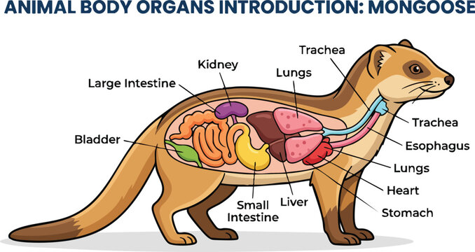 A labeled anatomical illustration of a mongoose showing internal organs