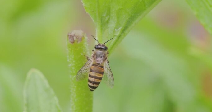 Honey bee hanging from a leaf to clean its body; slow motion morning macro sequence