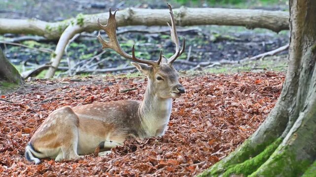 Sika deer laying on woodland forest leaves