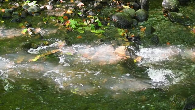 Small creek flowing in Marselisborg wood.