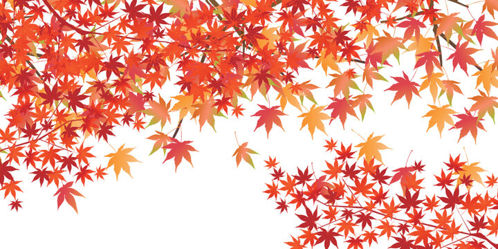 Vibrant Red and Orange Maple Leaves Autumn Background