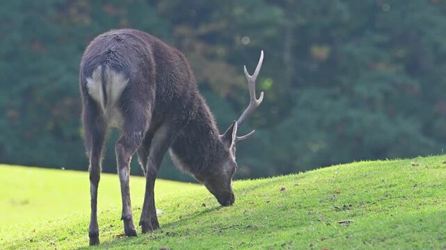 Sika Deer grazing on short grass Marselisborg Deer Park, Denmark, Aarhus