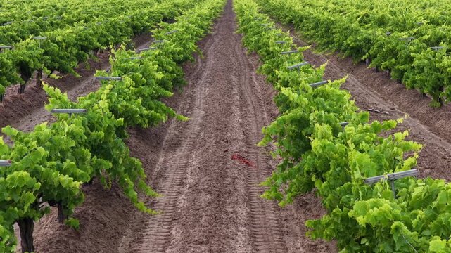 Rows of grapevines stretch across vineyard near Fresno, California, USA, showing trellis wires, tractor tire tracks, dirt path, dense green foliage under bright daylight. Aerial drone view.