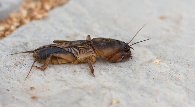 European mole cricket or Gryllotalpa gryllotalpa crawling outdoor