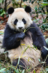 Obraz premium Giant panda eating bamboo at Chengdu, China.
