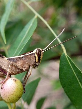 grasshopper on a leaf