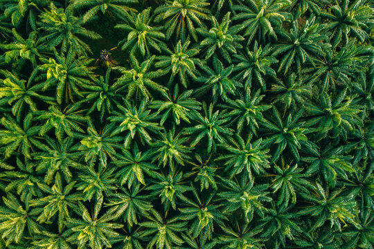 Top Down Aerial View of Symmetric Palm Oil Plantation Pattern