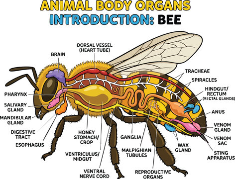 Anatomical diagram of a honeybee showcasing internal organs labeled with pointer lines on a plain background