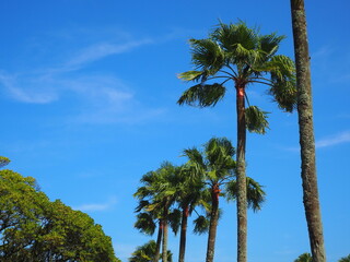Fototapeta premium Phoenix Palm Tree in Miyazaki Japan