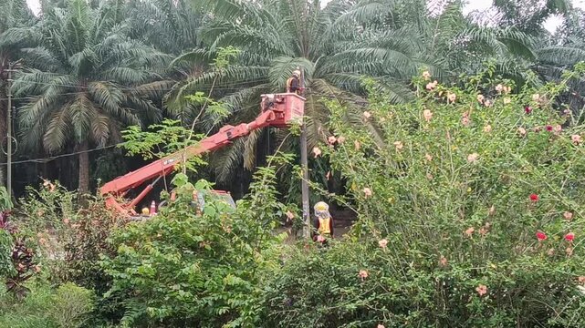 Utility workers using a hydraulic boom lift perform maintenance on overhead power lines beside an oil palm plantation. The scene features technicians wearing safety helmets and high-visibility clothin
