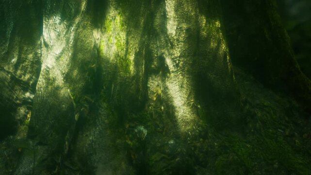 Sunlight filters through the leaves of the trees in a forest. The roots of a tree are visible on the ground. Moss covers the earth around the roots.