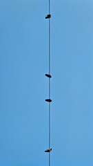 Obraz premium Birds Chatting