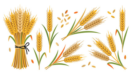 Harvest of ripe golden wheat ears and grains for food production. © jubayer71