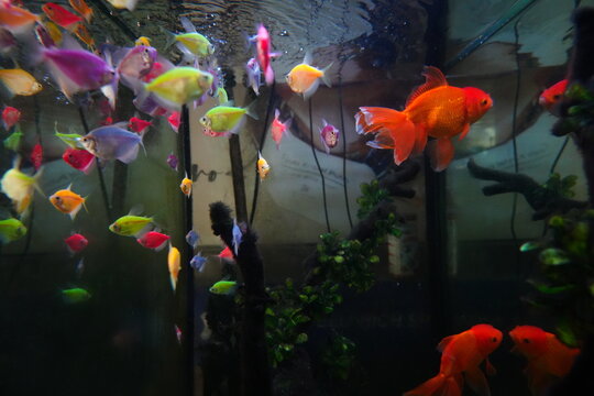 Aquarium Fish with Goldfish and GloFish Tetra in Tank