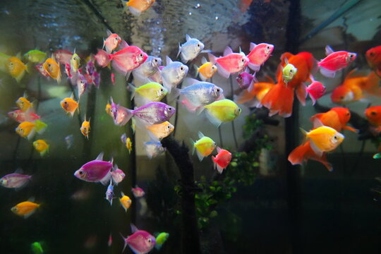 Colorful GloFish School in Aquarium